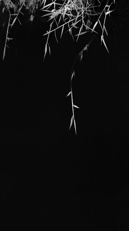 Delicate Series #10