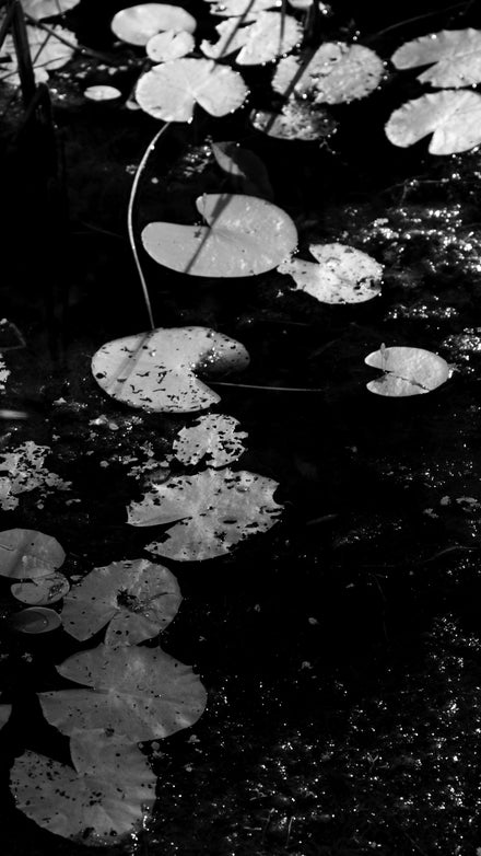Delicate Series #13