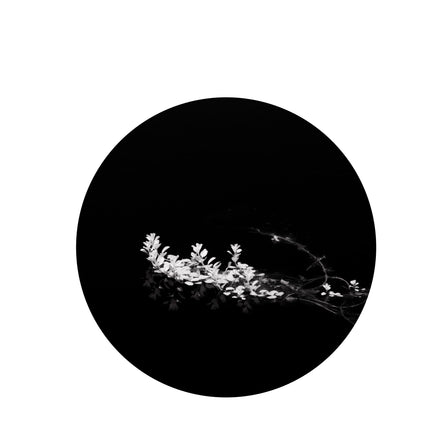 Delicate Series #2