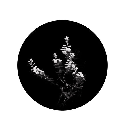 Delicate Series #3