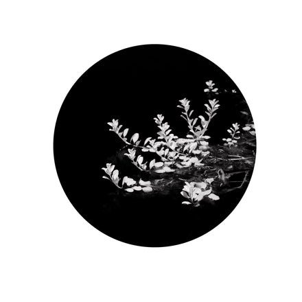 Delicate Series #4