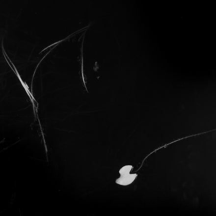 Delicate Series #7