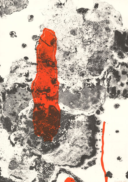 On the surface - Foliose, Townsville