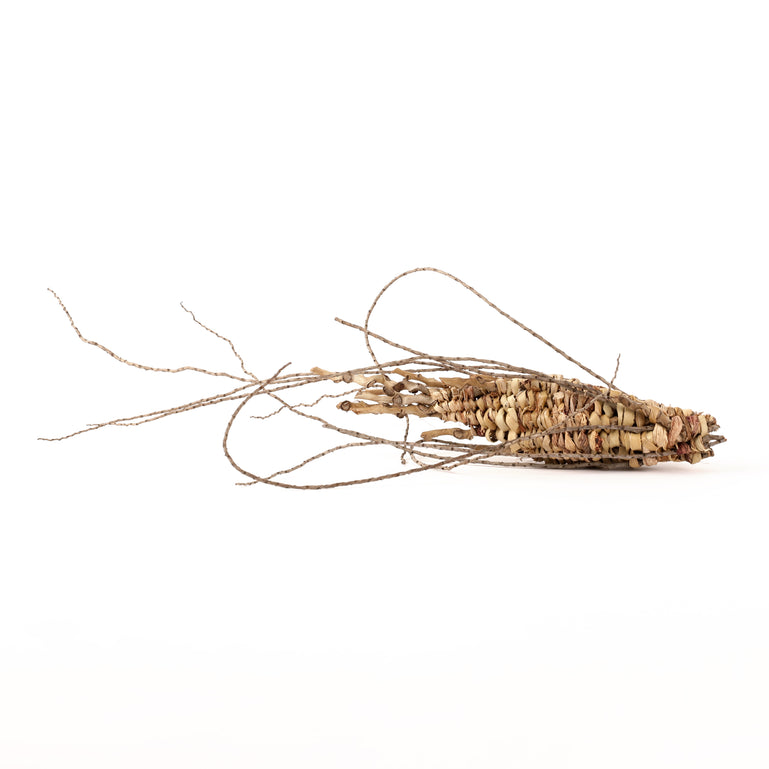 Casemoth 1