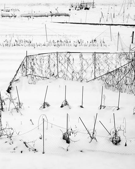 Ohara Snow Lines