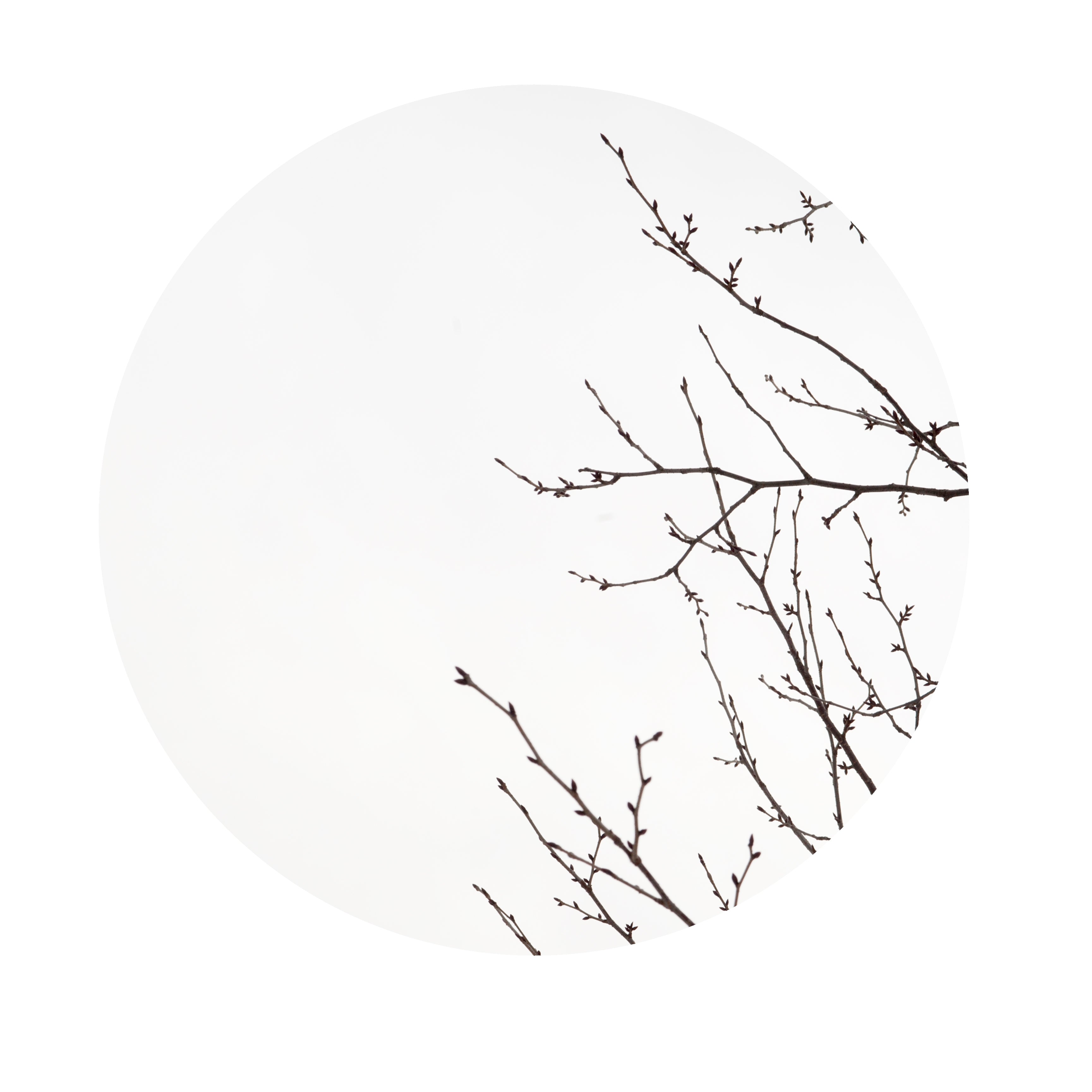 Winter Trees 1 Umbrella Studio