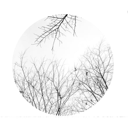 Winter Trees #2