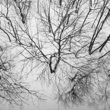 Winter Trees #5
