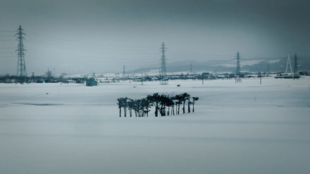 Hokkaido Winter Light #3