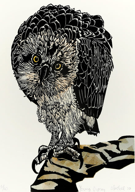 Young Osprey