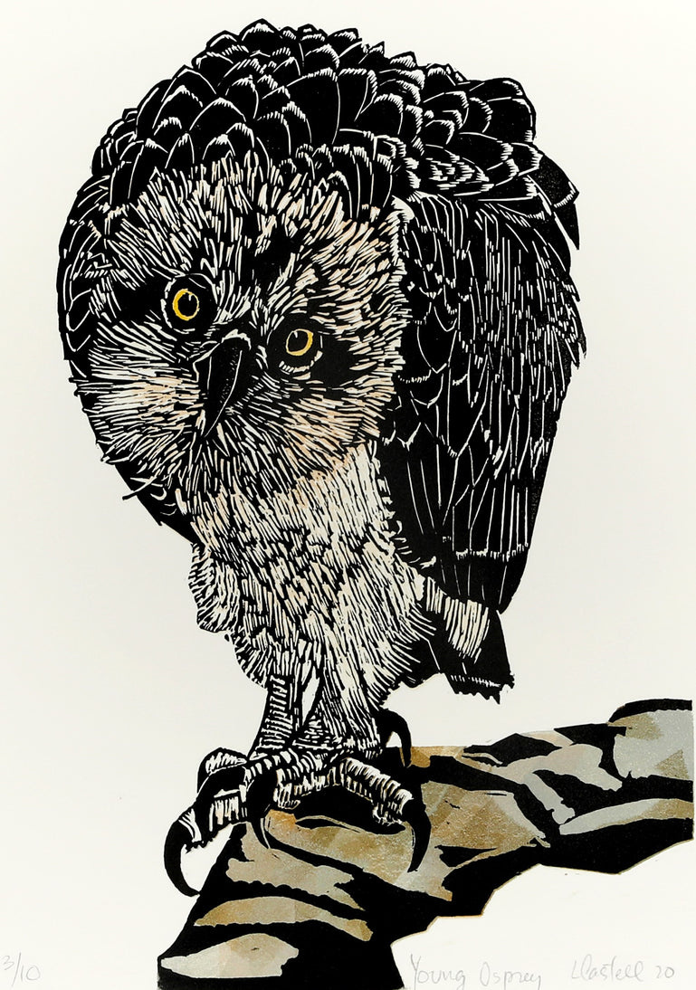 Young Osprey