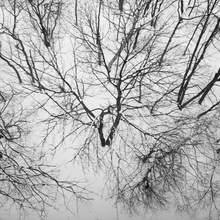 Winter Trees #5