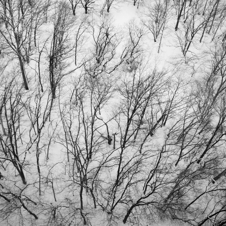 Winter Trees #6