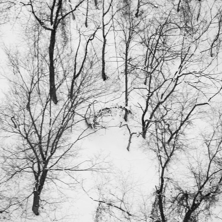 Winter Trees #7