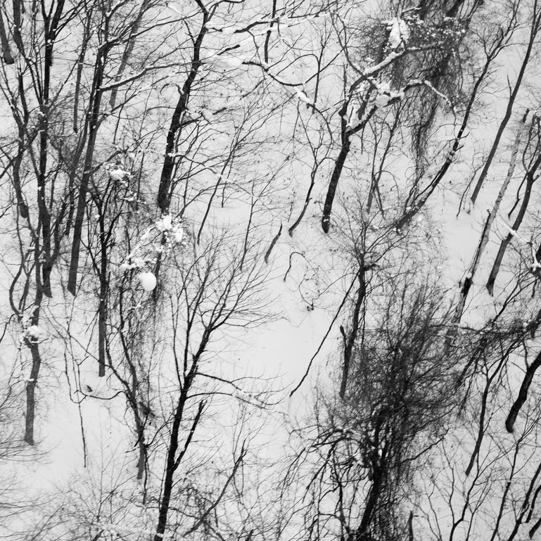 Winter Trees #8